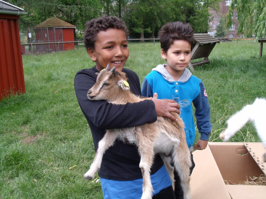 Børn med geder i ByOasen